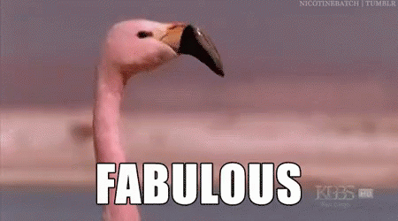 flamingo gifs tenor tenor?itemid=3917219 flamingo gifs tenor